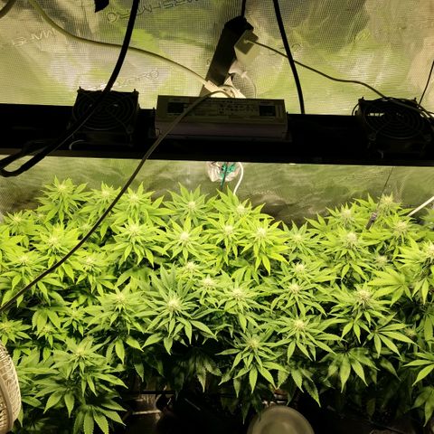 Tropicanna Poison FV growlog timeline photo