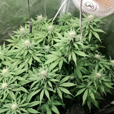 Tropicanna Poison FV growlog timeline photo