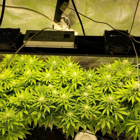 Tropicanna Poison FV growlog timeline photo