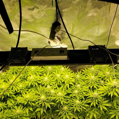 Tropicanna Poison FV growlog timeline photo