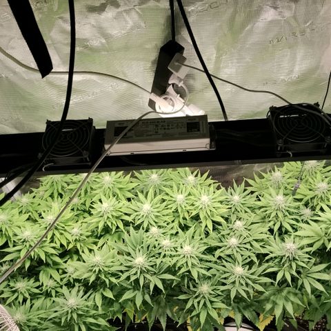 Tropicanna Poison FV growlog timeline photo