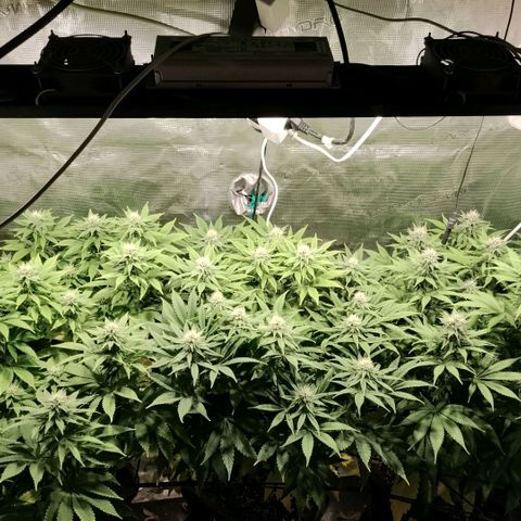 Tropicanna Poison FV growlog timeline photo