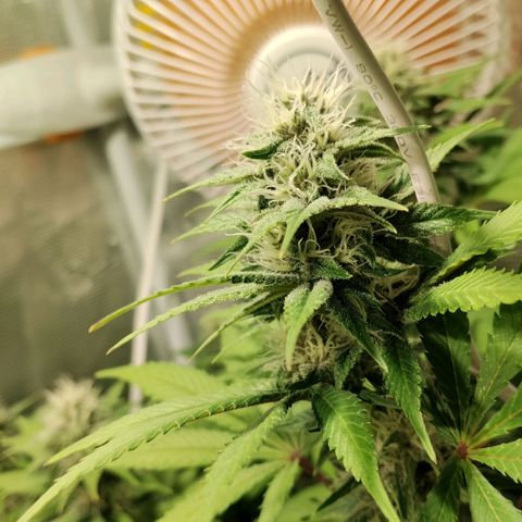 Tropicanna Poison FV growlog timeline photo