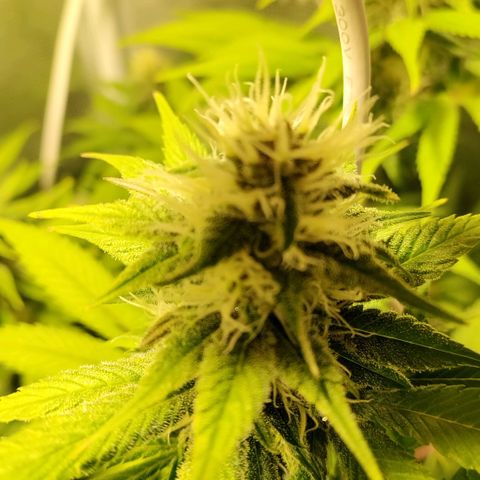 Tropicanna Poison FV growlog timeline photo