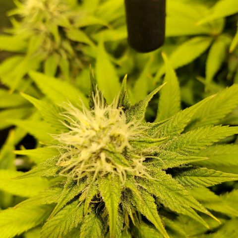 Tropicanna Poison FV growlog timeline photo