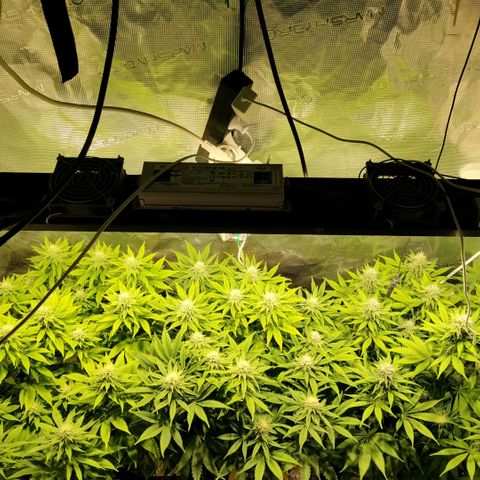 Tropicanna Poison FV growlog timeline photo