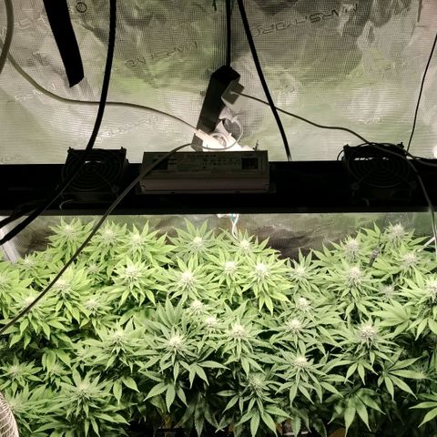 Tropicanna Poison FV growlog timeline photo