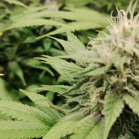 Tropicanna Poison FV growlog timeline photo