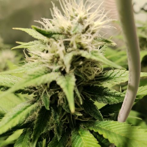 Tropicanna Poison FV growlog timeline photo