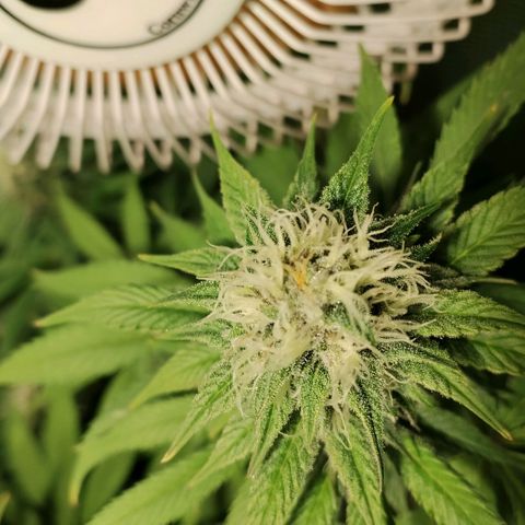Tropicanna Poison FV growlog timeline photo