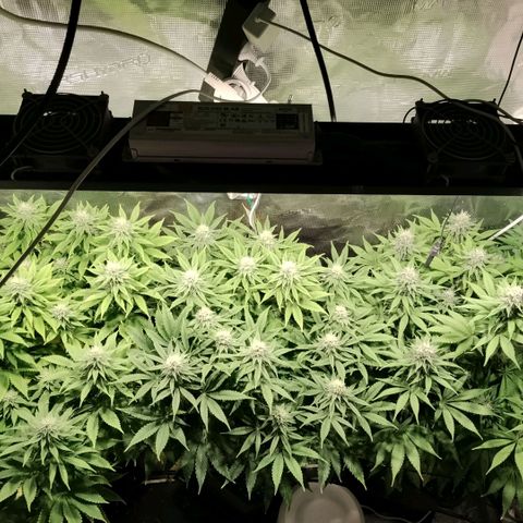 Tropicanna Poison FV growlog timeline photo