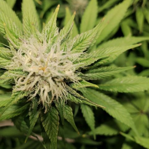 Tropicanna Poison FV growlog timeline photo