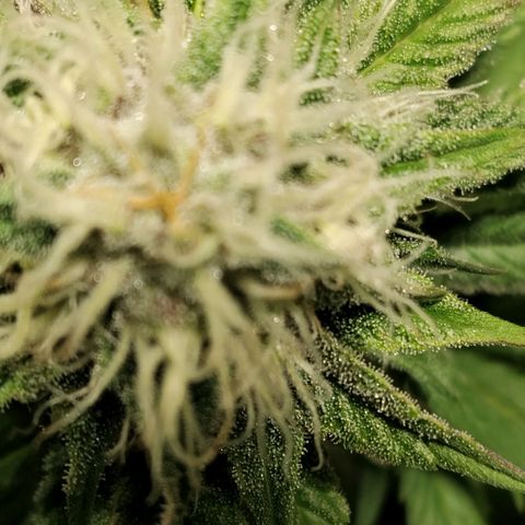 Tropicanna Poison FV growlog timeline photo