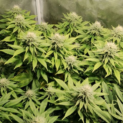 Tropicanna Poison FV growlog timeline photo