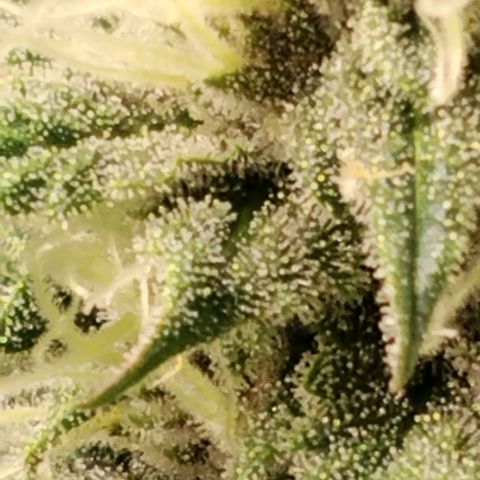 Tropicanna Poison FV growlog timeline photo