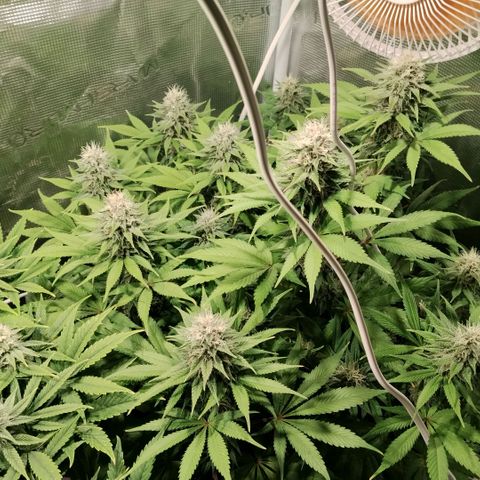 Tropicanna Poison FV growlog timeline photo