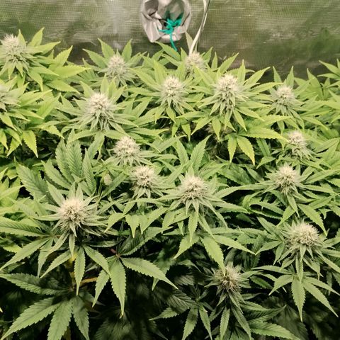 Tropicanna Poison FV growlog timeline photo
