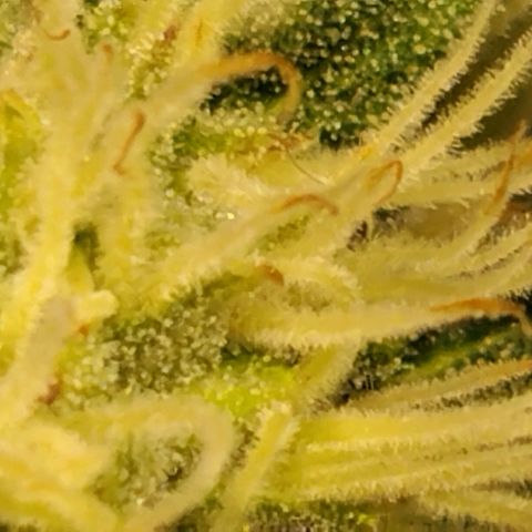 Tropicanna Poison FV growlog timeline photo