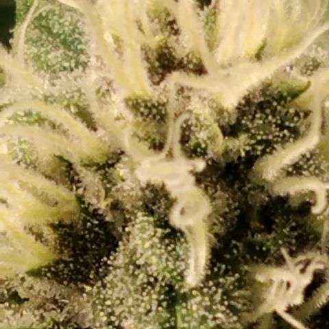 Tropicanna Poison FV growlog timeline photo