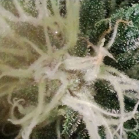 Tropicanna Poison FV growlog timeline photo