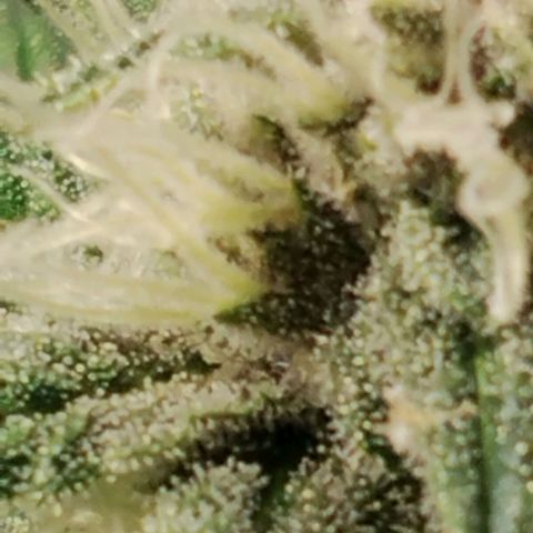 Tropicanna Poison FV growlog timeline photo