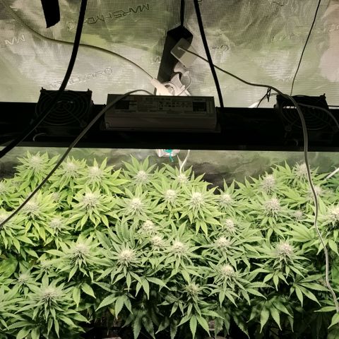 Tropicanna Poison FV growlog timeline photo
