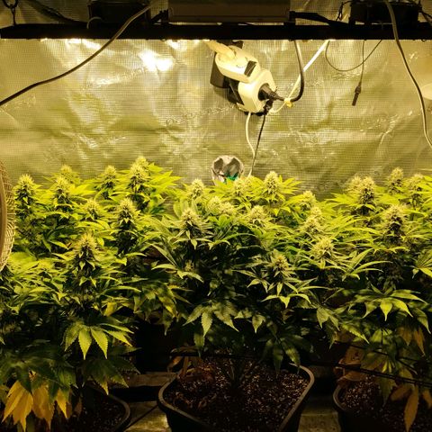 Tropicanna Poison FV growlog timeline photo