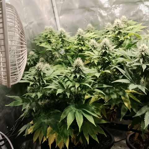Tropicanna Poison FV growlog timeline photo