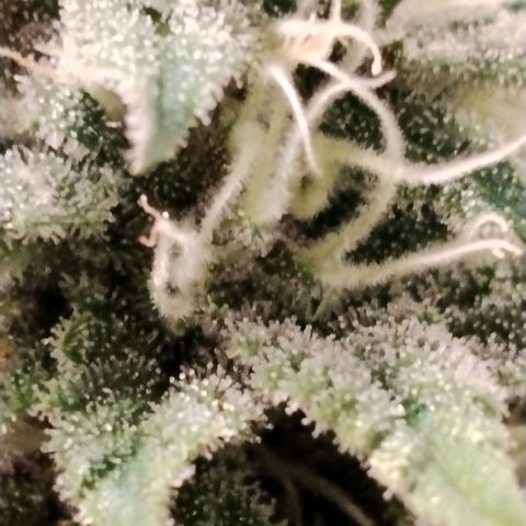 Tropicanna Poison FV growlog timeline photo