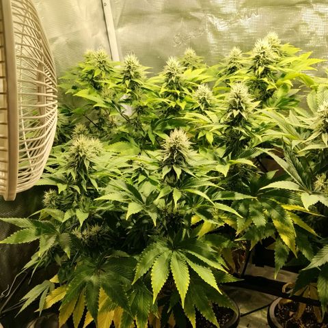 Tropicanna Poison FV growlog timeline photo