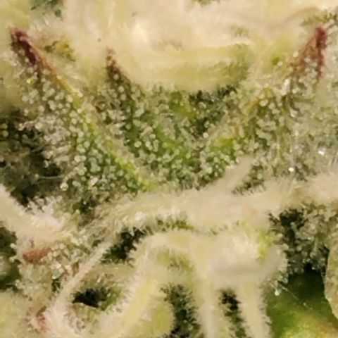 Tropicanna Poison FV growlog timeline photo