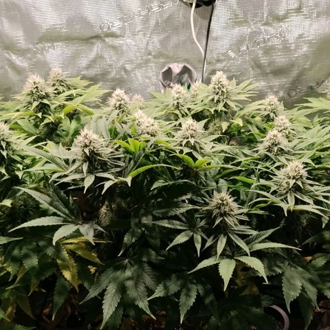 Tropicanna Poison FV growlog timeline photo