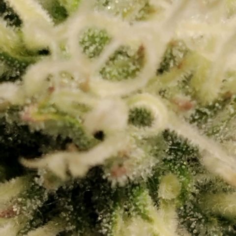 Tropicanna Poison FV growlog timeline photo
