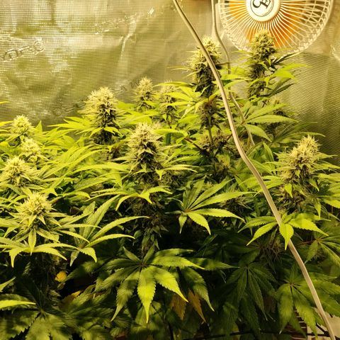 Tropicanna Poison FV growlog timeline photo