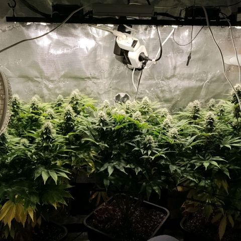 Tropicanna Poison FV growlog timeline photo