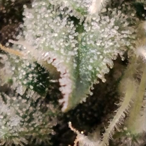 Tropicanna Poison FV growlog timeline photo