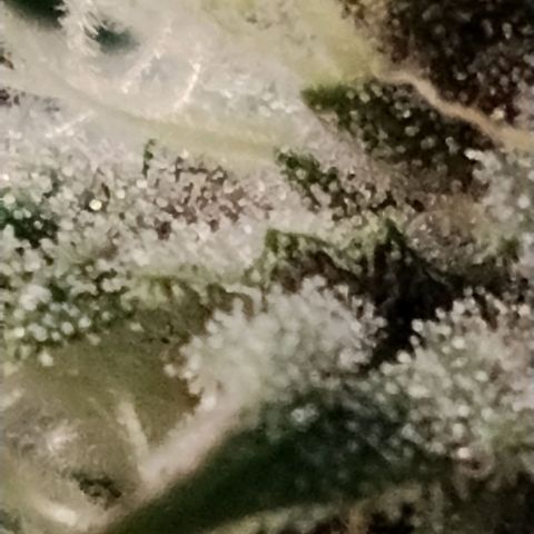 Tropicanna Poison FV growlog timeline photo