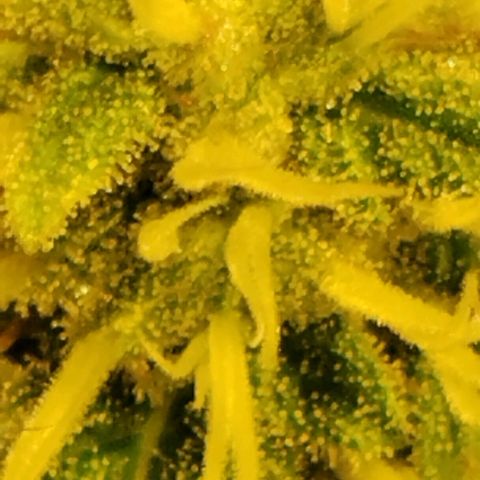 Tropicanna Poison FV growlog timeline photo