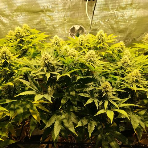 Tropicanna Poison FV growlog timeline photo