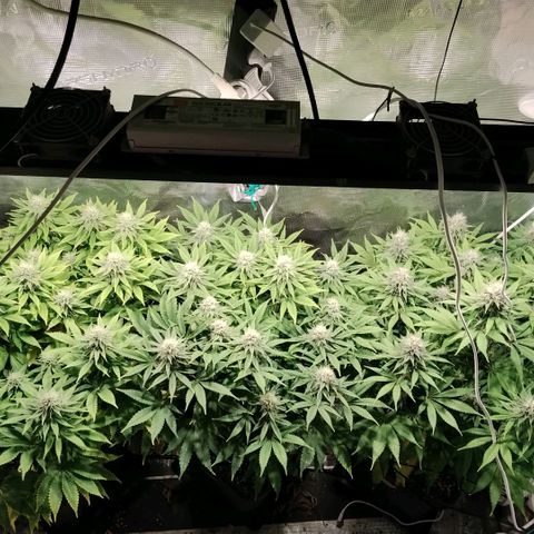 Tropicanna Poison FV growlog timeline photo
