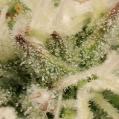 Tropicanna Poison FV growlog timeline photo
