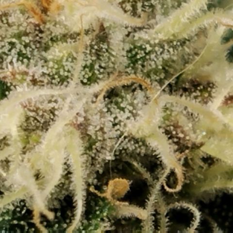 Tropicanna Poison FV growlog timeline photo