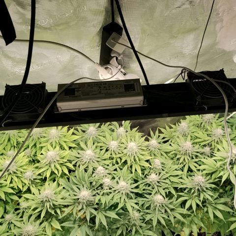 Tropicanna Poison FV growlog timeline photo