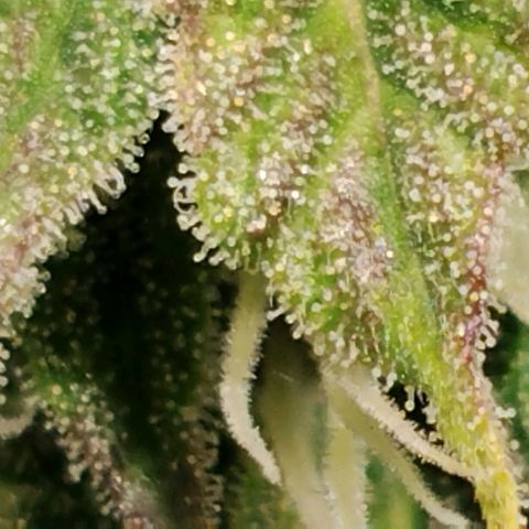 Tropicanna Poison FV growlog timeline photo