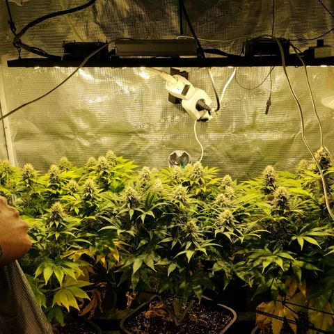 Tropicanna Poison FV growlog timeline photo