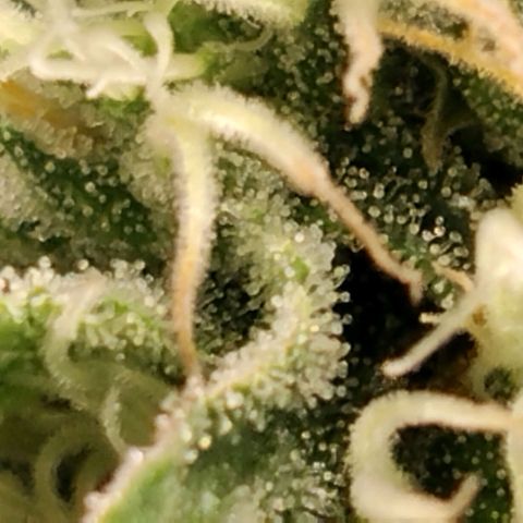 Tropicanna Poison FV growlog timeline photo