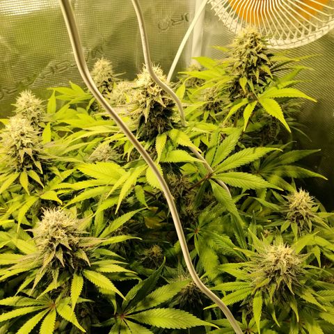 Tropicanna Poison FV growlog timeline photo