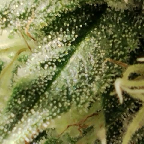 Tropicanna Poison FV growlog timeline photo
