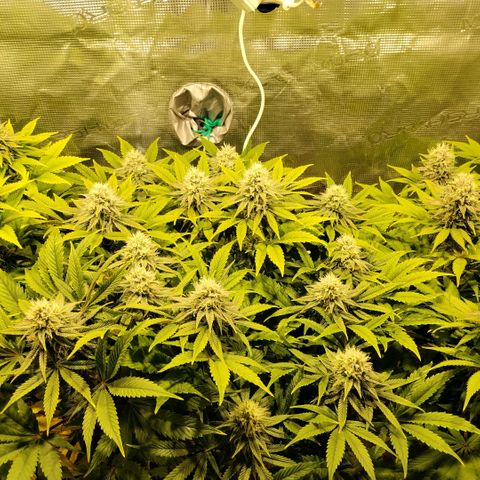 Tropicanna Poison FV growlog timeline photo