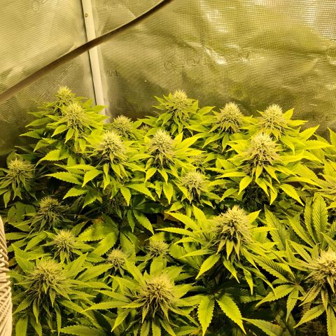 Tropicanna Poison FV growlog timeline photo